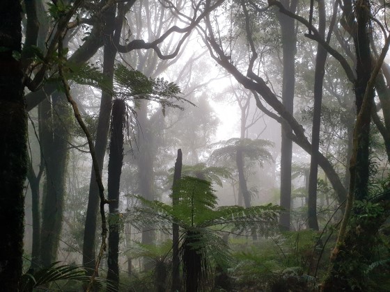 Possum Track, Hemi Mtaenga, in mist